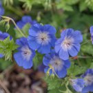 60 Seeds Blue Geranium Bonsai Perennial Rare Flower Fresh Seeds