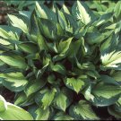 200 Seeds Hosta 'Whirl Wind' Flower Fresh Seeds