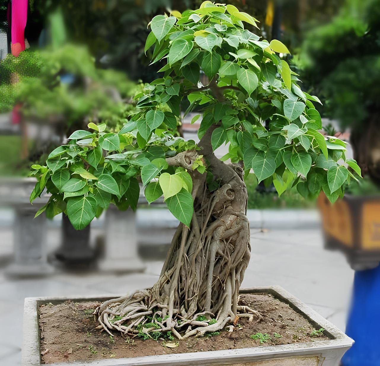 10 Seeds Peepal Ficus Religiosa Bonsai Fresh Seeds