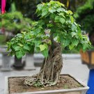 10 Seeds Peepal Ficus Religiosa Bonsai Fresh Seeds