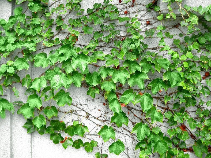 2000 Seeds Boston Ivy Plants Rare and Original Japanese Creeper Plants Fresh Seeds