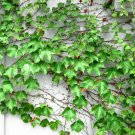 2000 Seeds Boston Ivy Plants Rare and Original Japanese Creeper Plants Fresh Seeds