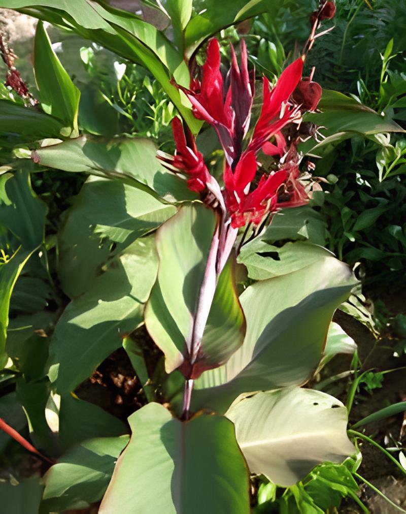 10 Seeds Canna Edulis Fresh Seeds