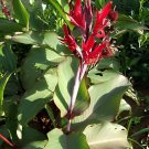 10 Seeds Canna Edulis Fresh Seeds
