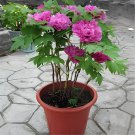 20 Seeds Peony Flower Bonsai Garden and Potted Plants Fresh Seeds