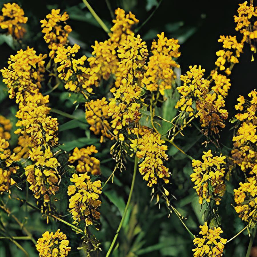 400 Seeds Traditional Medicine Herb Isatis Tinctoria Fresh Seeds