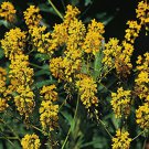 400 Seeds Traditional Medicine Herb Isatis Tinctoria Fresh Seeds