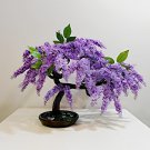 40 Seeds Jacaranda Mimosifolia Tree Bonsai Fresh Seeds