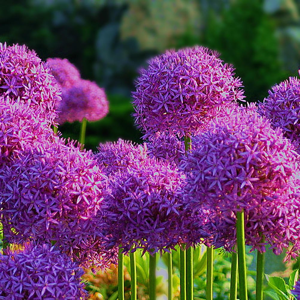 40 Seeds Allium Giganteum Purple Fresh Seeds