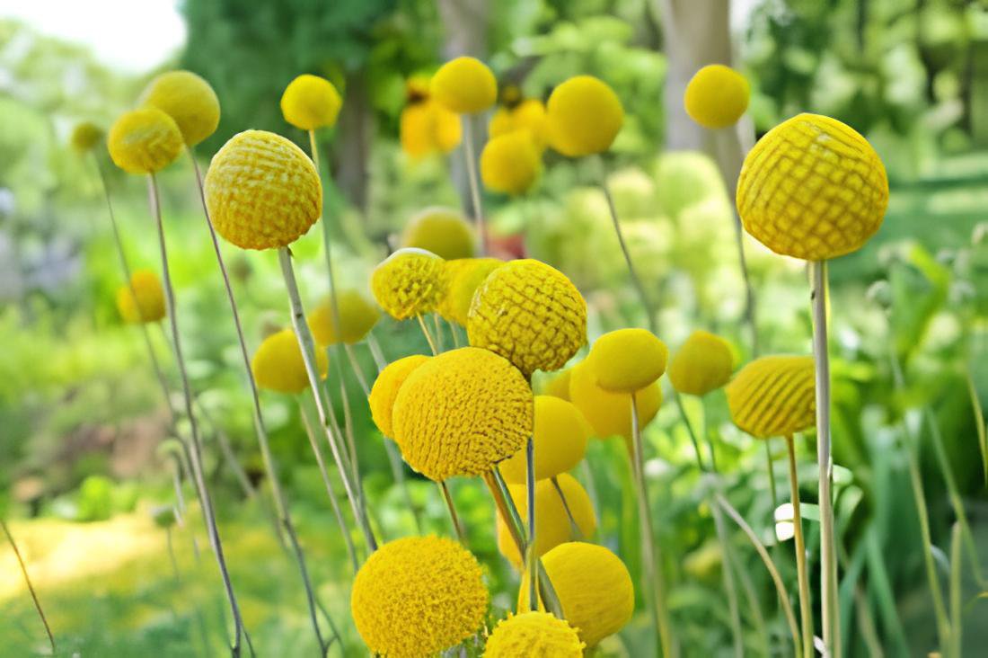 60 Seeds Craspedia Globosa Billy Button Flower Potted Plants Fresh Seeds