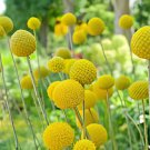 60 Seeds Craspedia Globosa Billy Button Flower Potted Plants Fresh Seeds