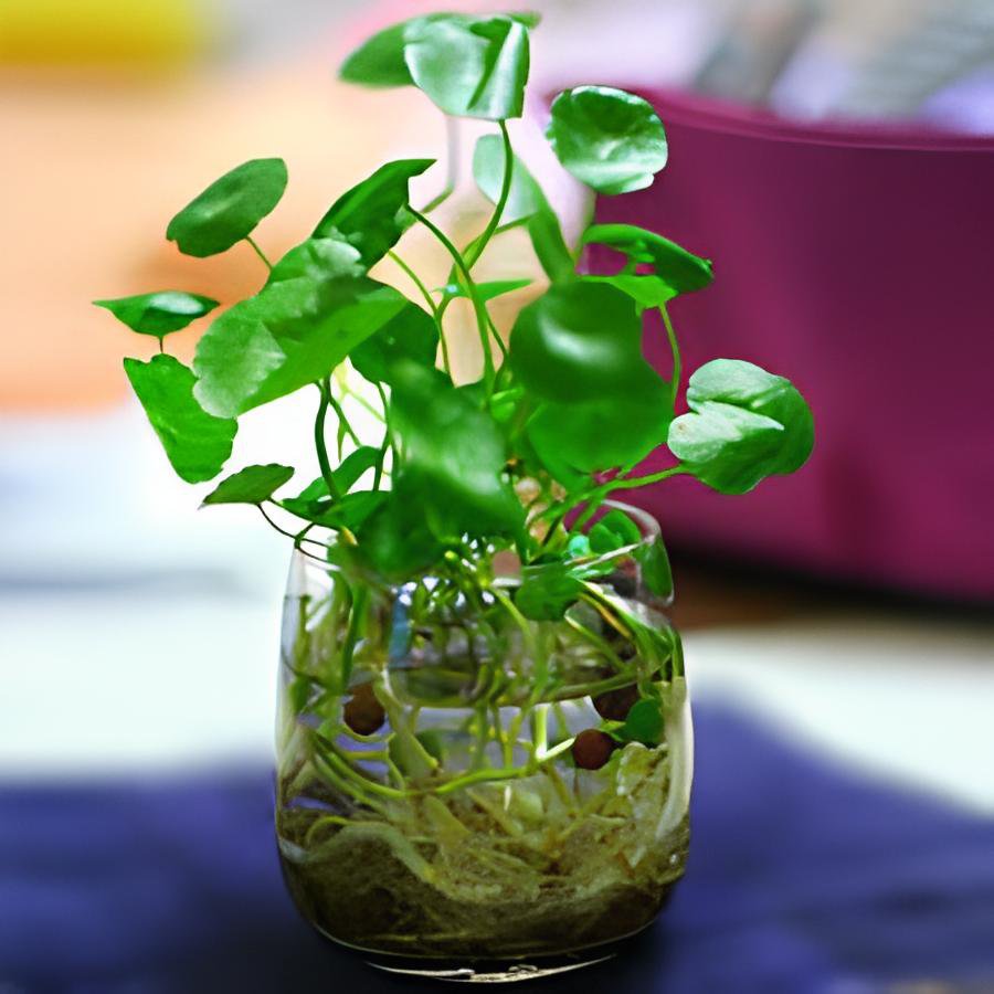200 Seeds Hydroponics Flower Aquarium Grass Plants Penny Grass Fresh Seeds