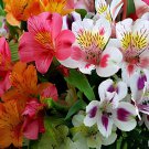 200 Seeds Alstroemeria Bonsai Peruvian Lily Alstroemeria Inca Bandit Fresh Seeds