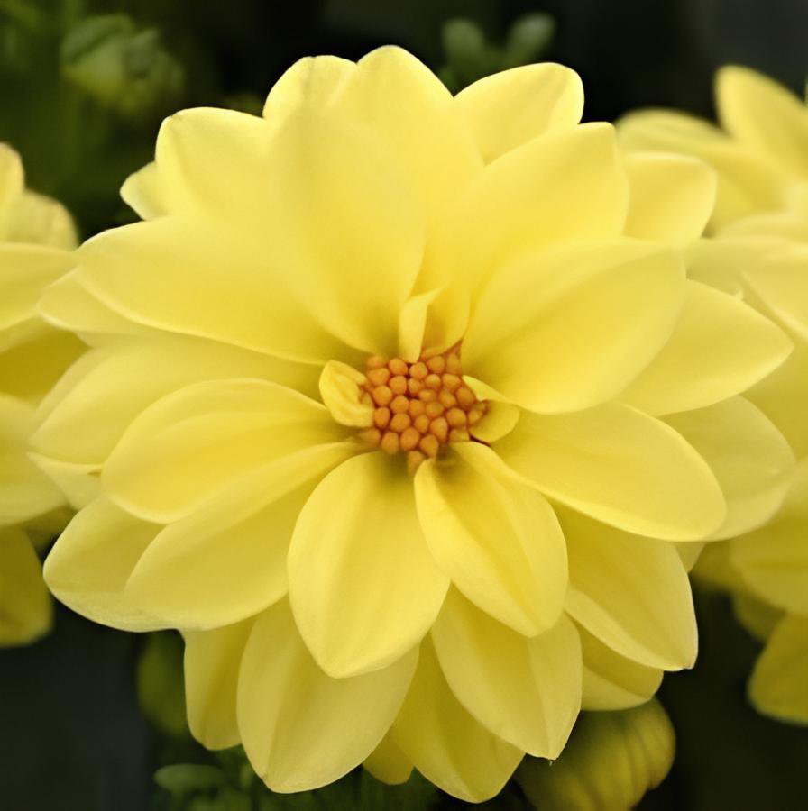 200 Seeds Dahlia Flower Dahlia Bonsai Charming Flower Plants Fresh Seeds