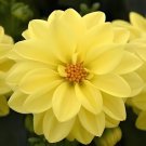 200 Seeds Dahlia Flower Dahlia Bonsai Charming Flower Plants Fresh Seeds