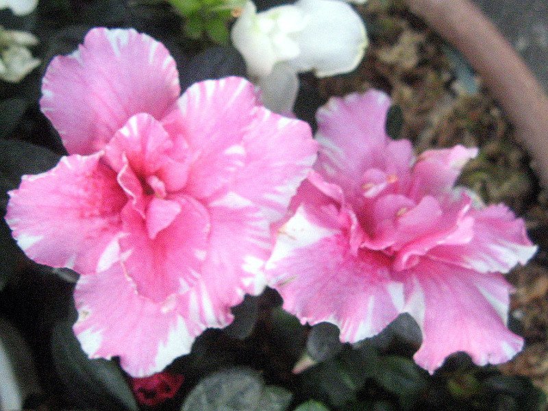 200 Seeds Mountain Azalea Rhododendron Simsii Satsuki Mixed Fresh Seeds
