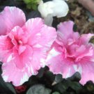 200 Seeds Mountain Azalea Rhododendron Simsii Satsuki Mixed Fresh Seeds