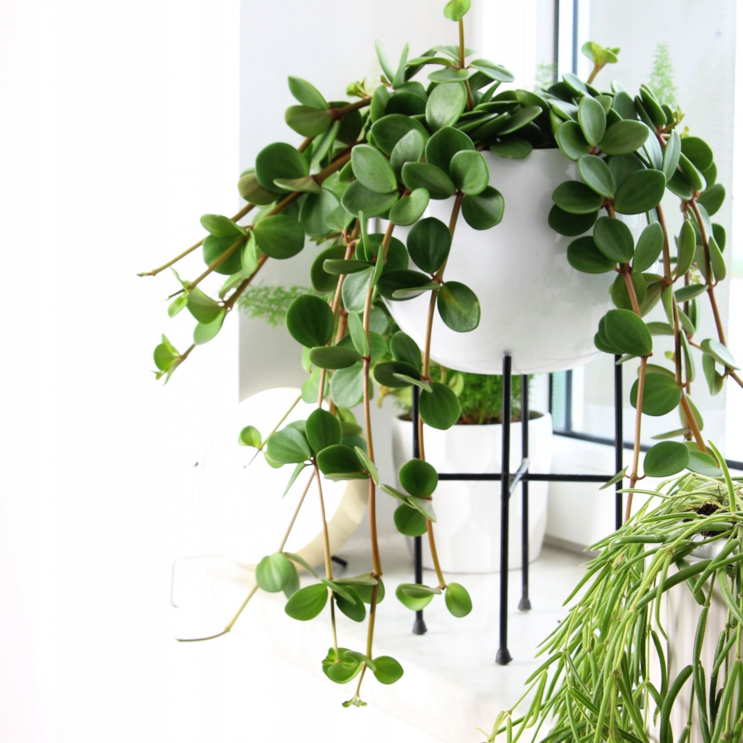 200 Seeds Succulent seedlings Rare Chinese Peperomia Tetraphylla Fresh Seeds