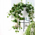 200 Seeds Succulent seedlings Rare Chinese Peperomia Tetraphylla Fresh Seeds
