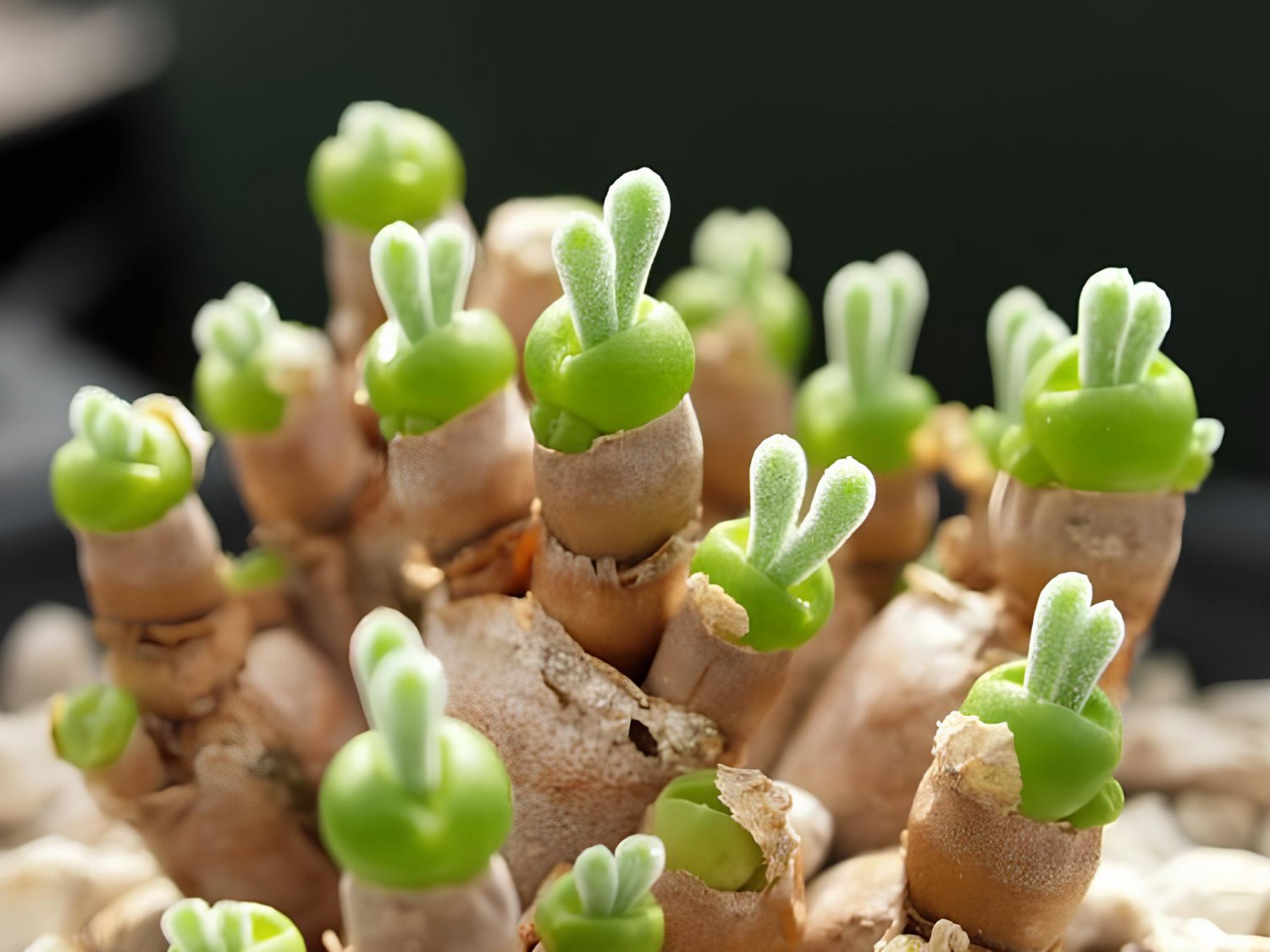 20 Seeds Fleshy bonsais Pitt Aura Bunnies Monilaria moniliformis Fresh Seeds