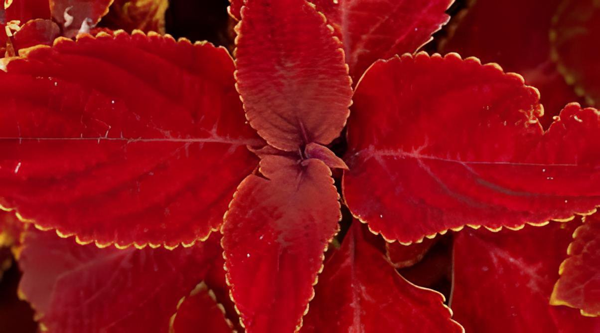 200 Seeds Chinese Rare Original Natural Organic Red Coleus Fresh Seeds