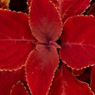 200 Seeds Chinese Rare Original Natural Organic Red Coleus Fresh Seeds