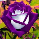 200 Seeds Osiria Rose Gorgeous Flower Fresh Seeds