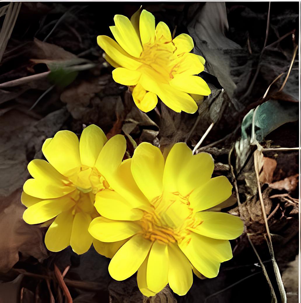 200 Seeds Adonis Aestivalis Bonsai Rare Flower Fresh Seeds