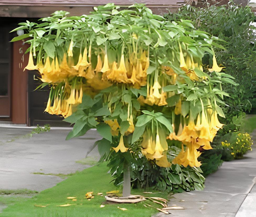 100 Seeds Angel Trumpet Yellow Flowers Fresh Seeds