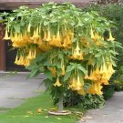 100 Seeds Angel Trumpet Yellow Flowers Fresh Seeds