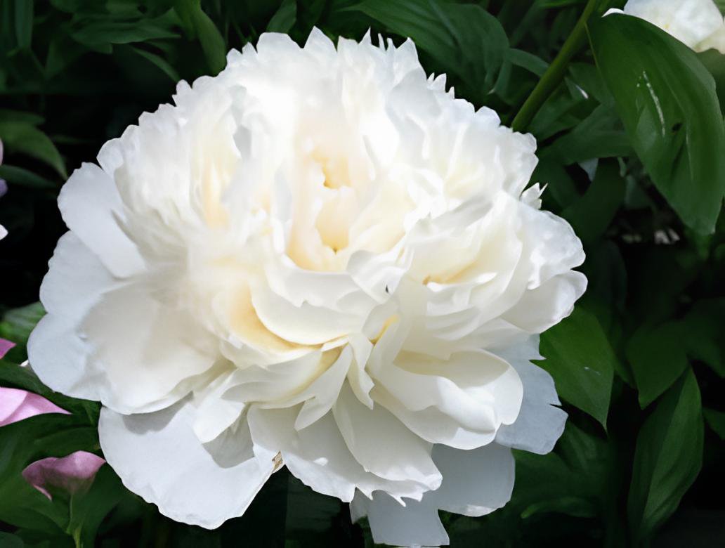 10 Seeds Peony Purely White 'New Brige' Flower Fresh Seeds