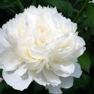 10 Seeds Peony Purely White 'New Brige' Flower Fresh Seeds