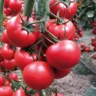 600 Seeds Purple Shengnv' Indeterminate Tomato Organic Fresh Seeds