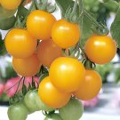 200 Seeds Cherry Tomato Mini Golden Round Fruit Fresh Seeds