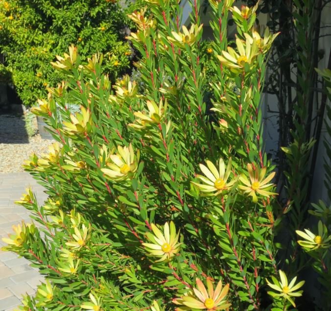 10 Seeds Leucadendron Uliginosum Garden Ornamental Plants Fresh Seeds
