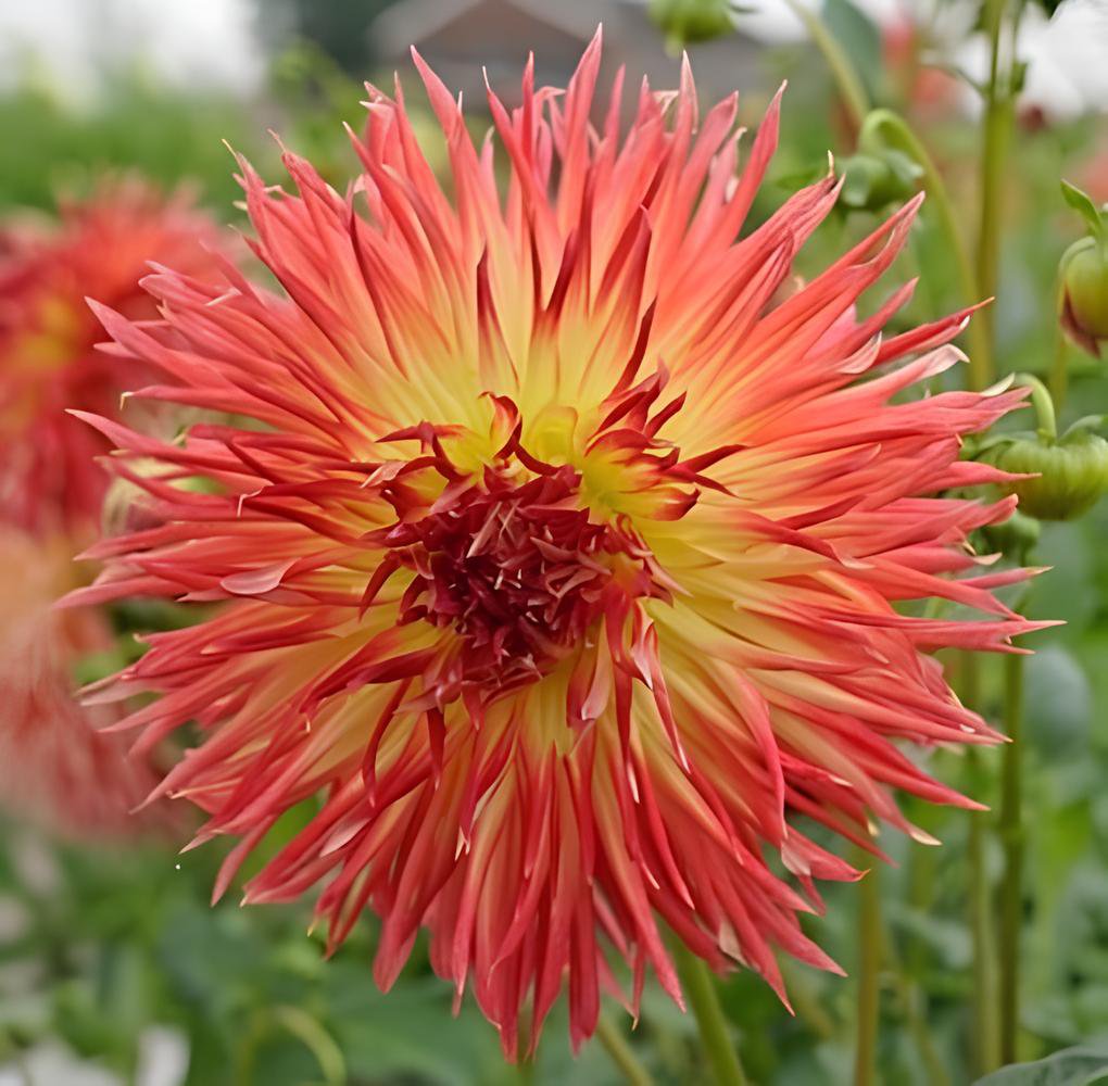 400 Seeds Chrysanthemum Perennial Flowers Fresh Seeds