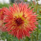 400 Seeds Chrysanthemum Perennial Flowers Fresh Seeds