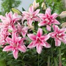 200 Seeds Double Lily Flower Plants - Rose Red Flowers Fresh Seeds