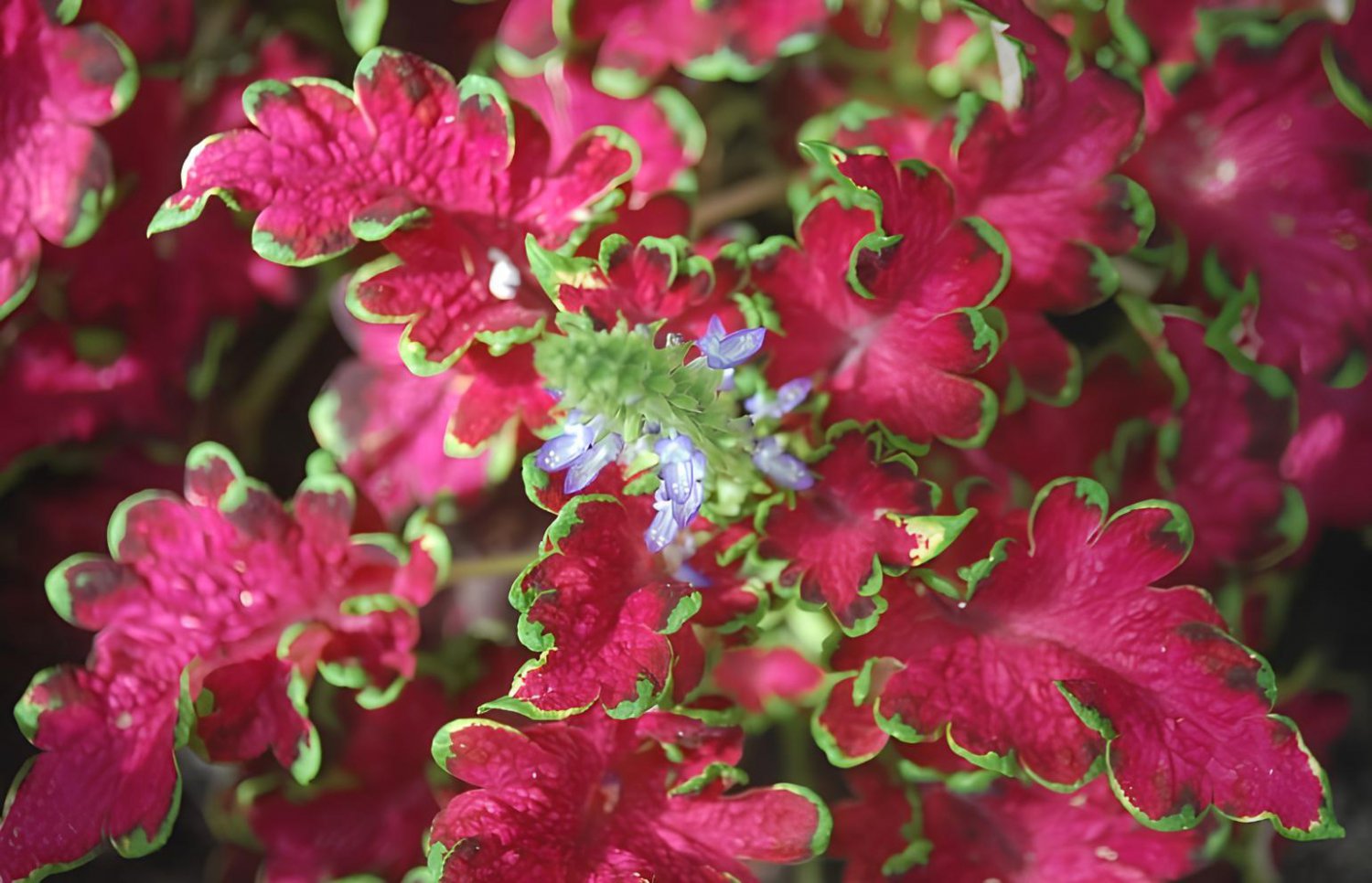 200 Seeds Rainbow Coleus Fresh Seeds