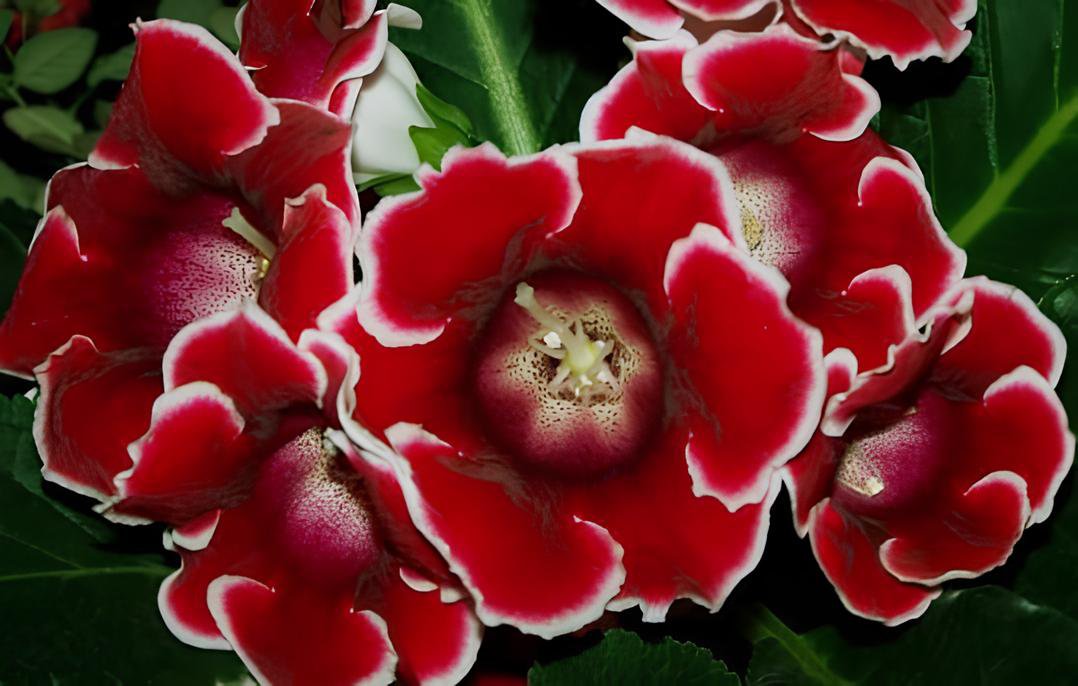 200 Seeds Rare Gloxinia Plant - Damask Fresh Red Flowers with White Edge Fresh Seeds