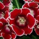 200 Seeds Rare Gloxinia Plant - Damask Fresh Red Flowers with White Edge Fresh Seeds