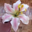200 Seeds Rare Peruvian Lily Alstroemeria Fresh Seeds