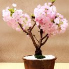 20 Seeds Bonsai Sakura Seeds Garden Sakura Japanese Cherry Blooms Flower Fresh Seeds