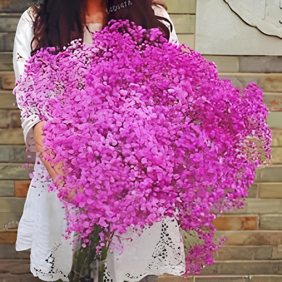 800 Seeds Gypsophila Paniculata Baby's Breath Graceful Flowers Fresh Seeds
