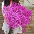 800 Seeds Gypsophila Paniculata Baby's Breath Graceful Flowers Fresh Seeds