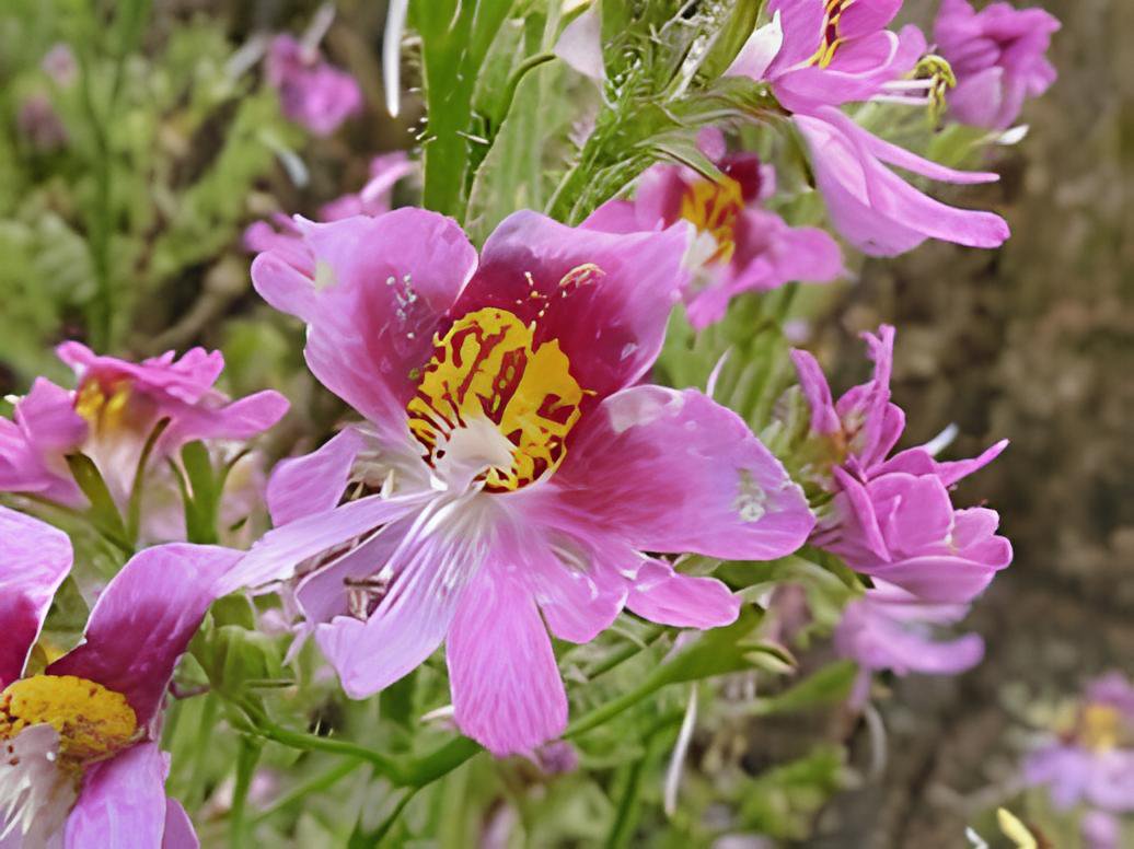 200 Seeds Mixed 4 Colors Orchid Fresh Seeds