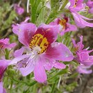 200 Seeds Mixed 4 Colors Orchid Fresh Seeds