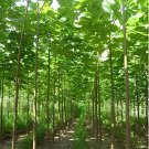1000 Seeds Paulownia elongata New Forest Tree Fresh Seeds