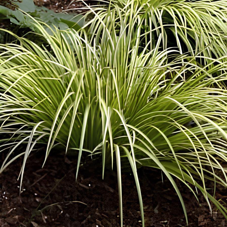 200 Seeds Acorus Gramineus Bonsai Fresh Seeds