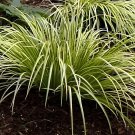 200 Seeds Acorus Gramineus Bonsai Fresh Seeds